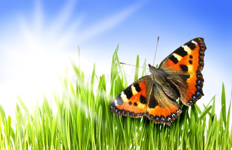 Butterfly in a grass stock photo. Image of life, summer 9208122
