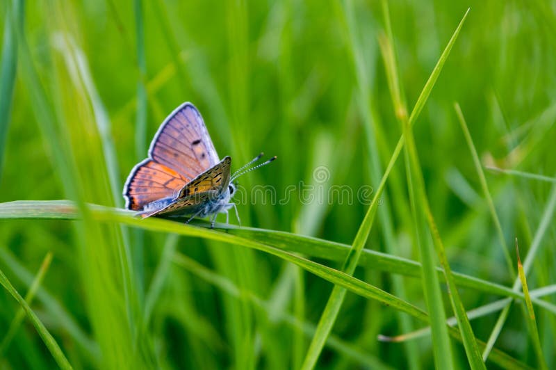 Naranja mariposa manchas sobre el cuchilla de césped.