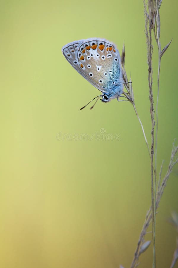 Close up view of colorful butterfly hanging on grass seed. Close up view of colorful butterfly hanging on grass seed.