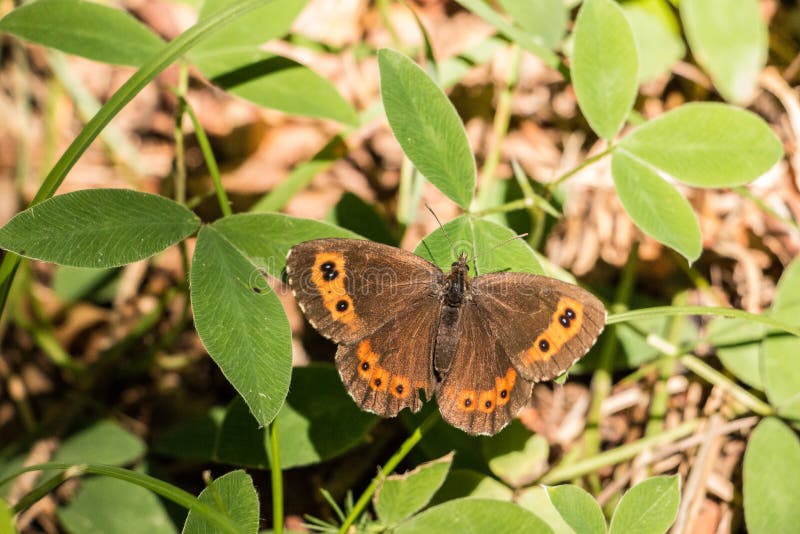 Butterfly on the green royalty free stock photography