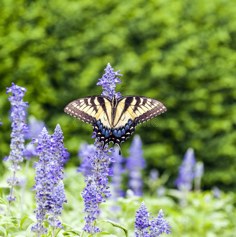Butterfly in the green nature royalty free stock photography