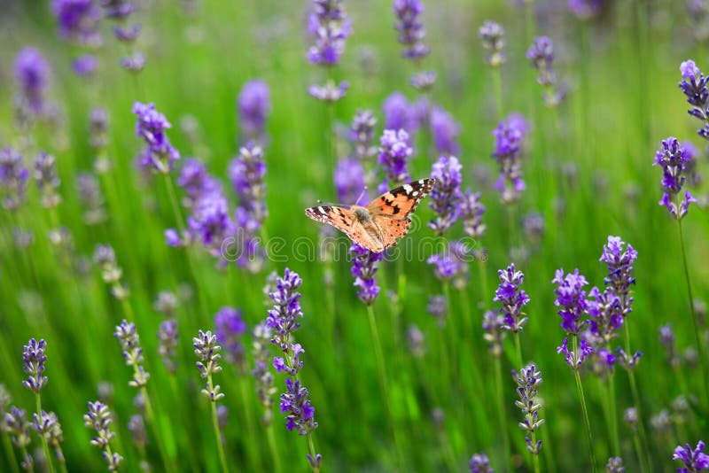 Butterfly on a green plant stock image. Image of green 10363355