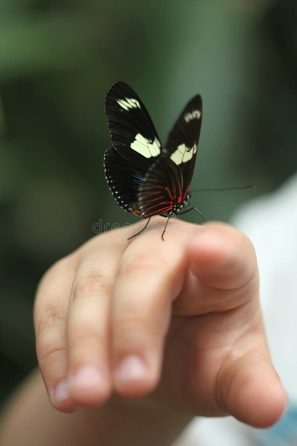 Butterfly in Hand