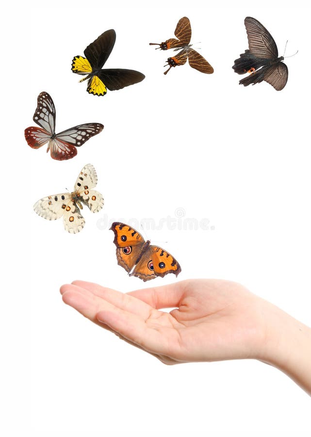 Butterfly on hand