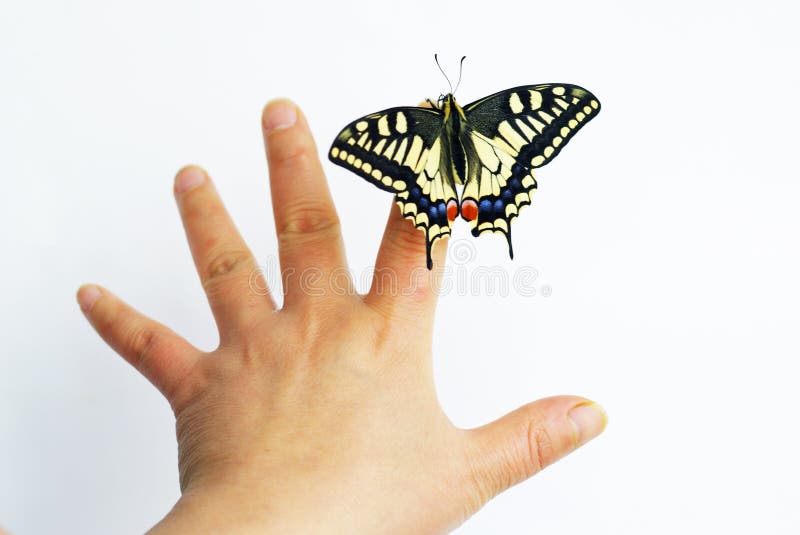Butterfly and hand