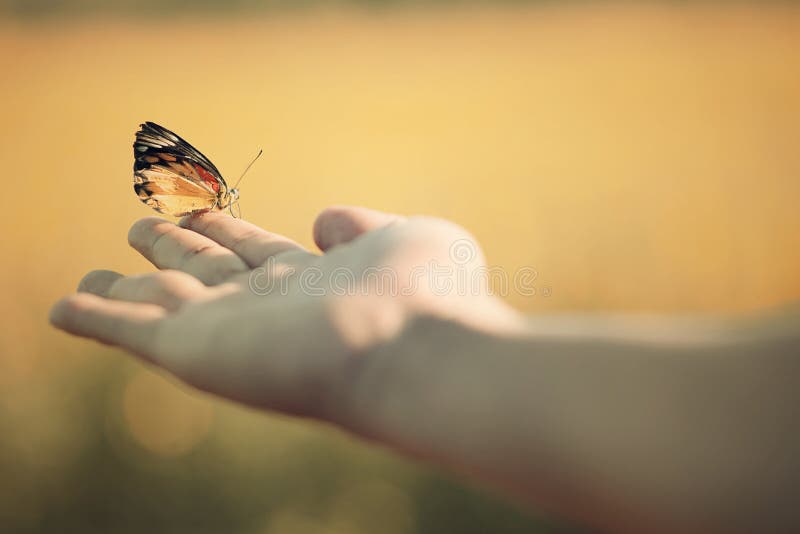 Butterfly in hand