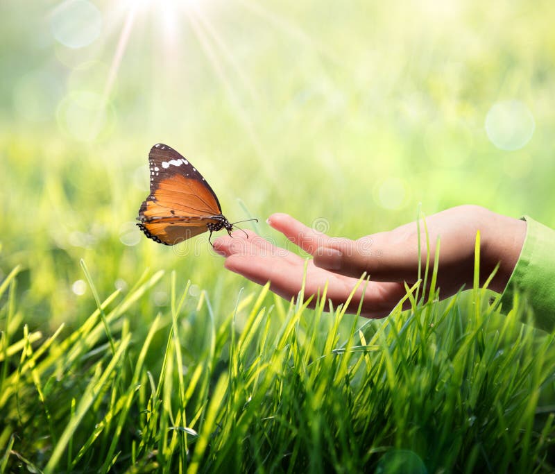 Butterfly in hand on grass