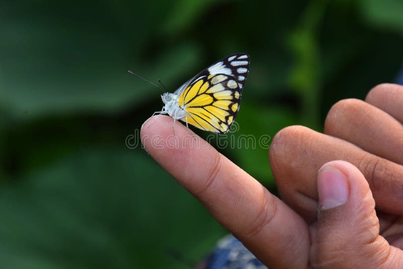 Butterfly on hand in jungle