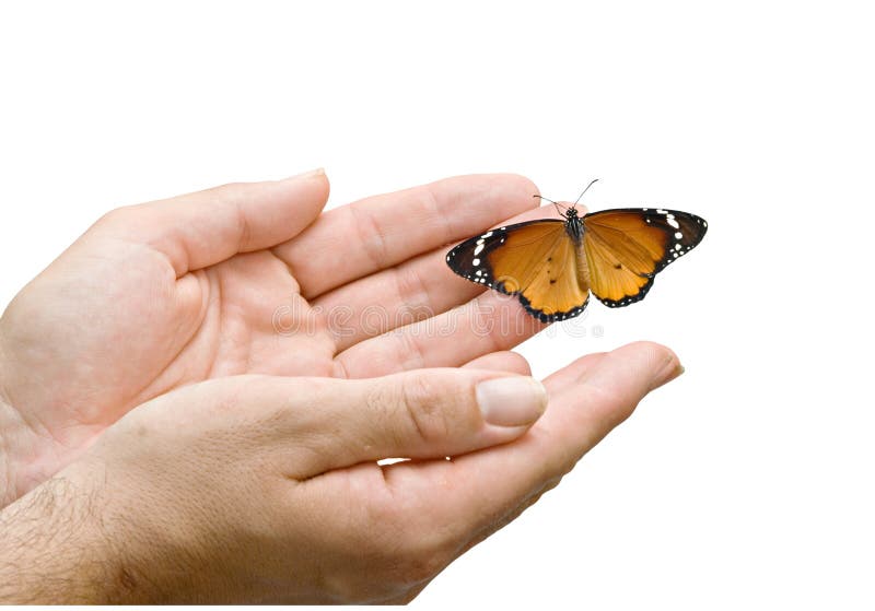 Butterfly in hands stock photo. Image of monarch, background 10056198