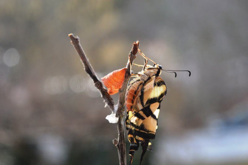 Butterfly has just emerged from the larva pupa royalty free stock images