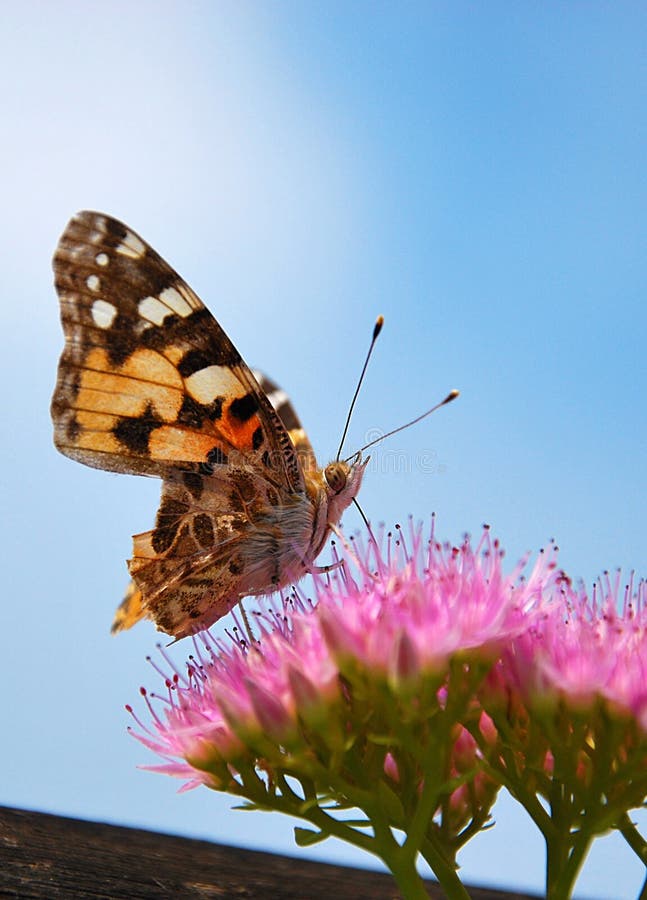 Butterfly Having Lunch