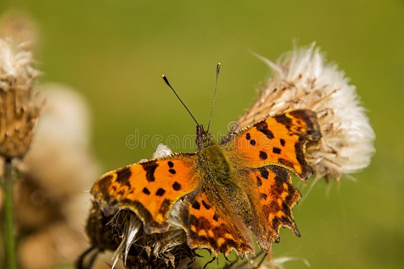 Butterfly Peacock Rays Stock Image Image Of Fowl Color