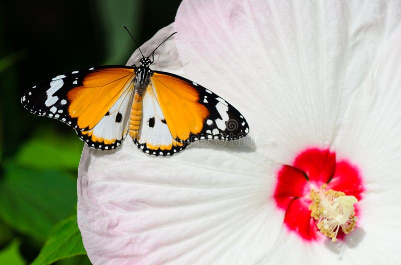 Butterfly on hibiscus moscheutos