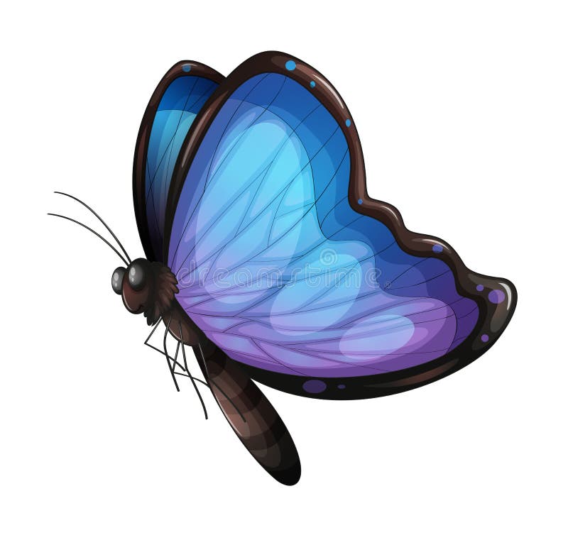 A butterfly vector illustration A butterfly vector illustration