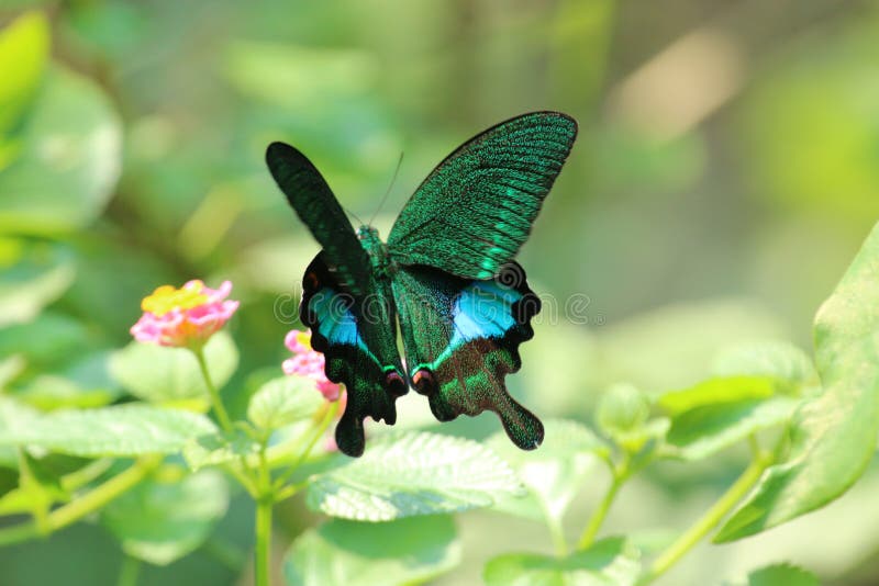 Butterfly, insect, flower & plants, wild life in Hong Kong