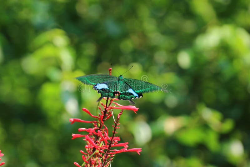 Butterfly, insect, flower & plants, wild life in Hong Kong