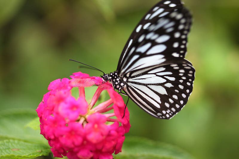 Butterfly on the Island of Bohol