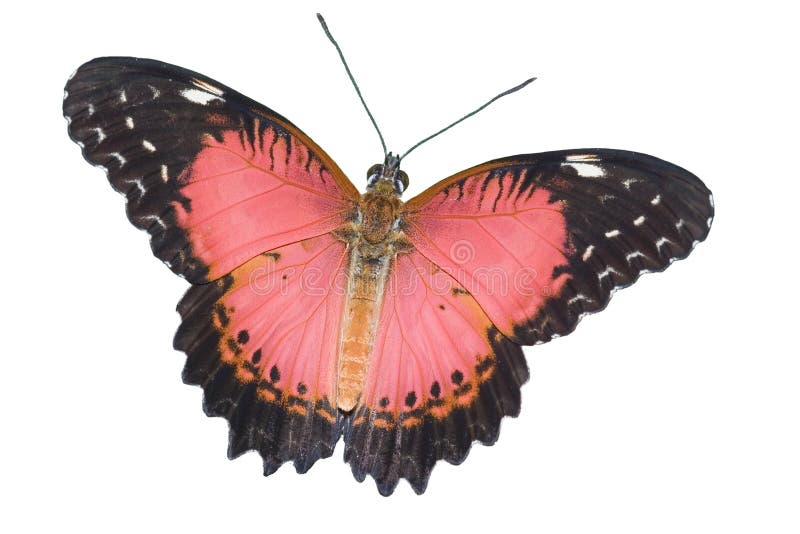 Butterfly isolated on white stock photography Butterfly isolated on white stock photography