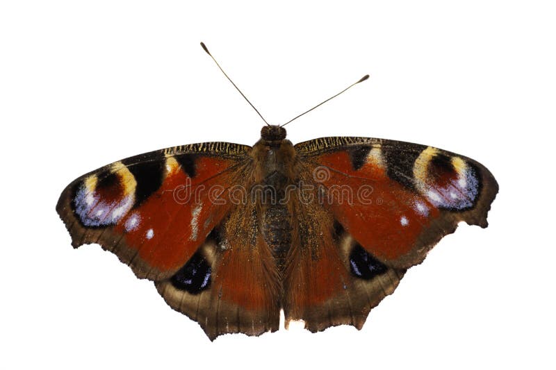 Red admiral butterfly stock photo. Image of insect, macro - 12851738