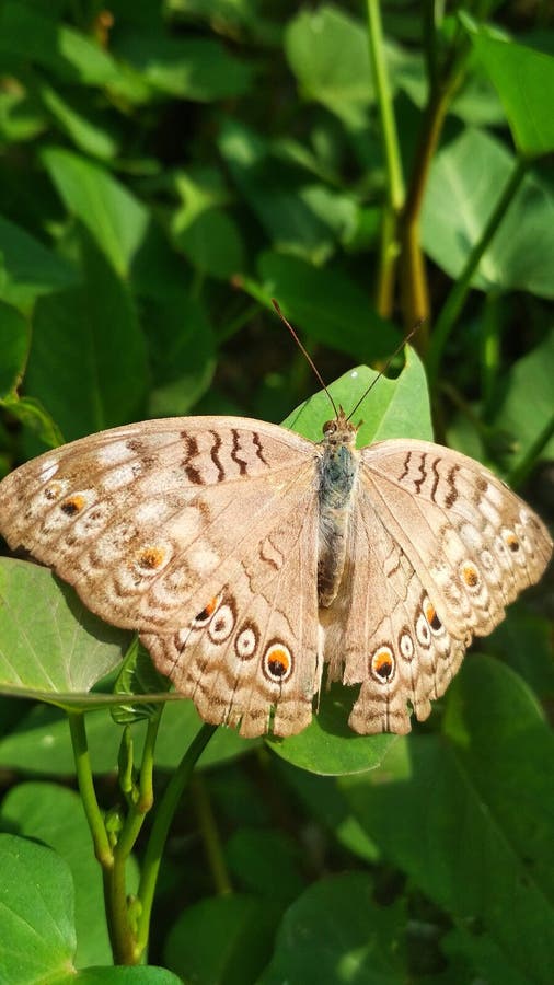 A Beautiful Brown Butterfly in the Kale Leaves Stock Photo Image of