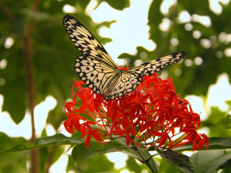 Butterfly Lands On Flower royalty free stock image Butterfly Lands On Flower royalty free stock image