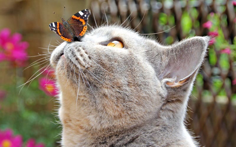 Butterfly lands on nose of cat