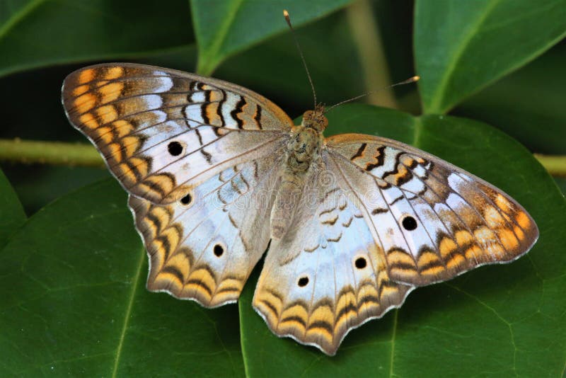 440 Scaly Wings Stock Photos Free & RoyaltyFree Stock Photos from