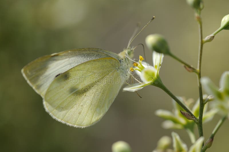 Butterfly Large White royalty free stock photo