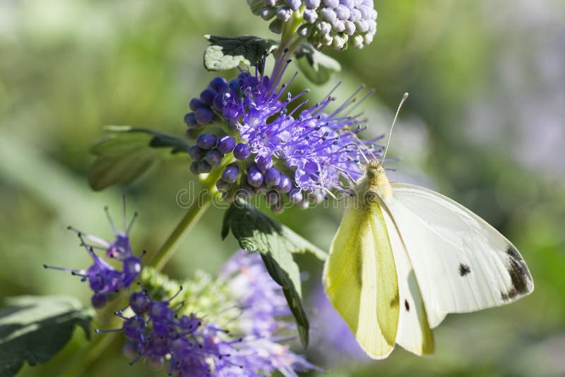 Butterfly Large white on Caryopteris or Bluebeard stock photos