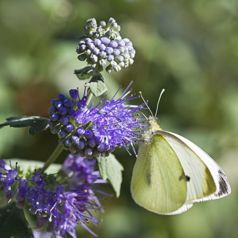 Butterfly Large white on Caryopteris or Bluebeard stock photo