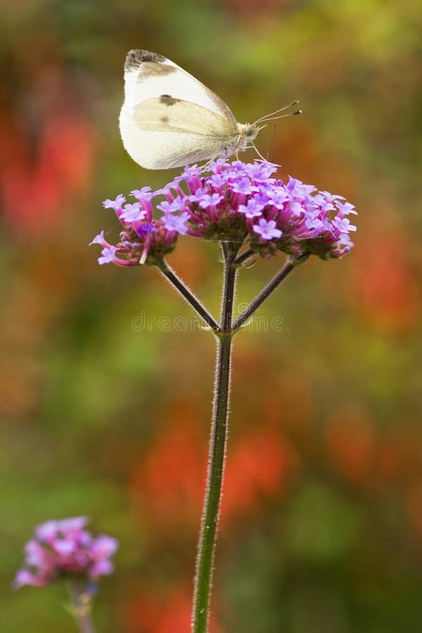 Butterfly Large white on Verbena flowers stock photography