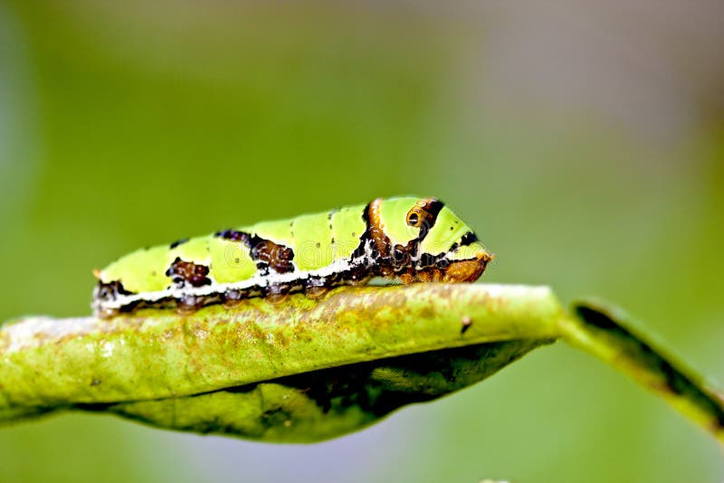 Butterfly larva royalty free stock photo