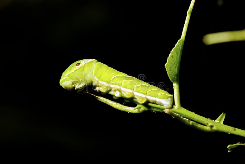 Butterfly larva stock photos