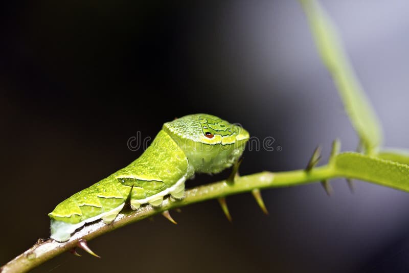 Butterfly larva royalty free stock photography