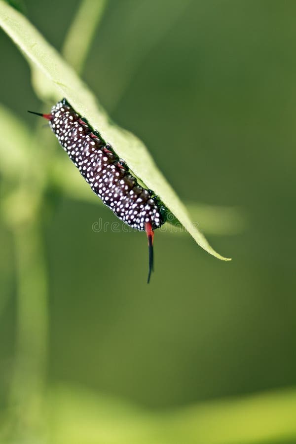 Butterfly larva stock photography
