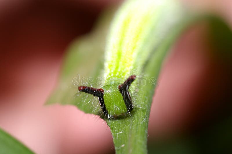 Butterfly larva royalty free stock photos