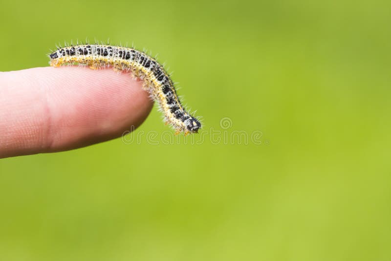Butterfly larva crawl on human hand royalty free stock photos