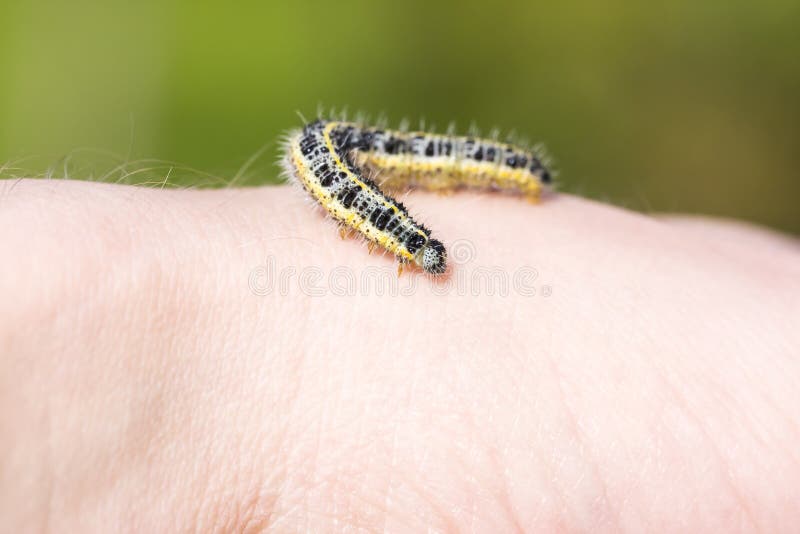 Butterfly larva crawl on human hand royalty free stock photo