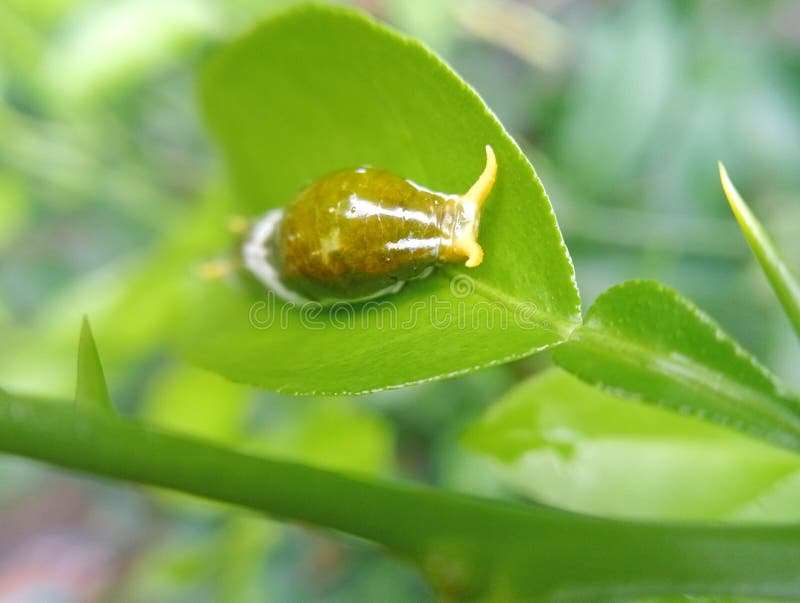Butterfly larva on green leaf stock image