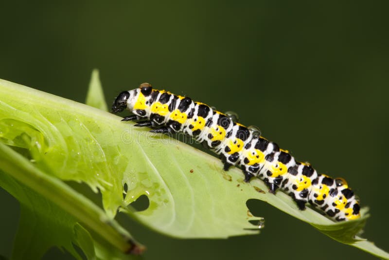 Butterfly larva in a leaf stock images
