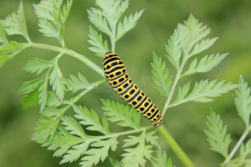Butterfly larva in a leaf stock photos