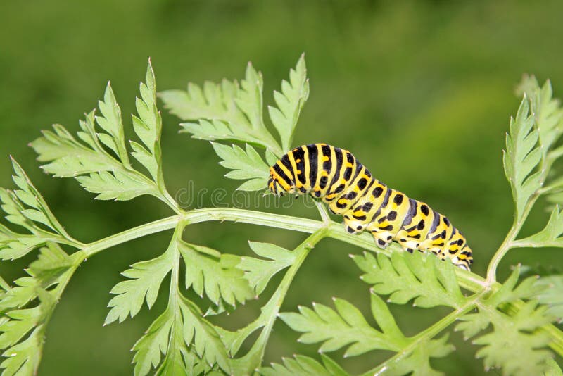 Butterfly larva in a leaf royalty free stock images