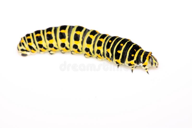 Butterfly larva in a leaf stock image