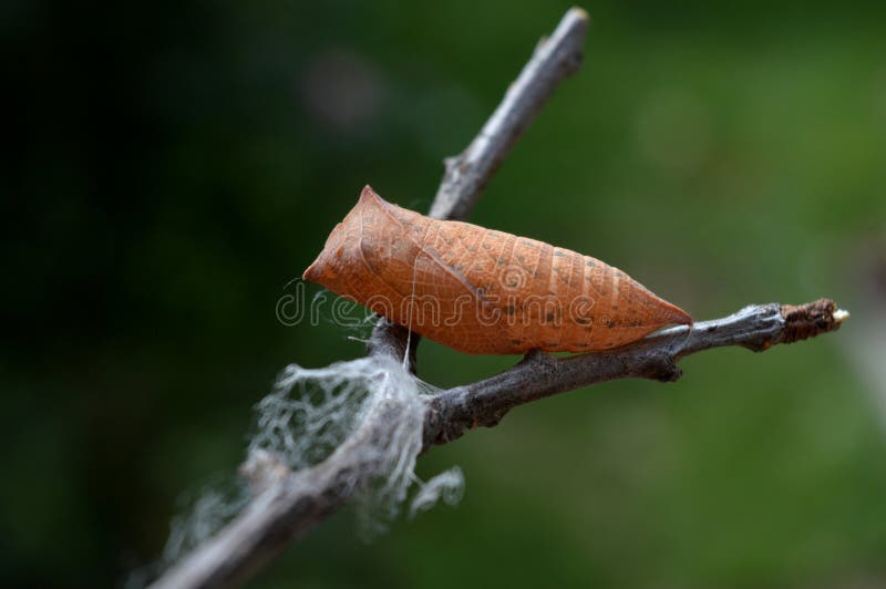 Butterfly larva on plant royalty free stock photography