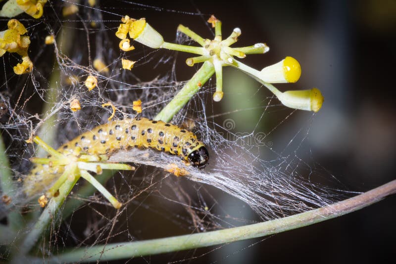 Butterfly larva silk royalty free stock photos