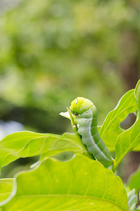 A Butterfly Larvae Eating Plant. Stock Image Image of plant
