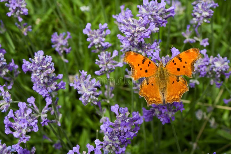 Butterfly on lavender stock image. Image of medicine, orange 5393943
