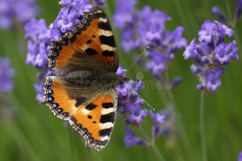 Butterfly on lavender