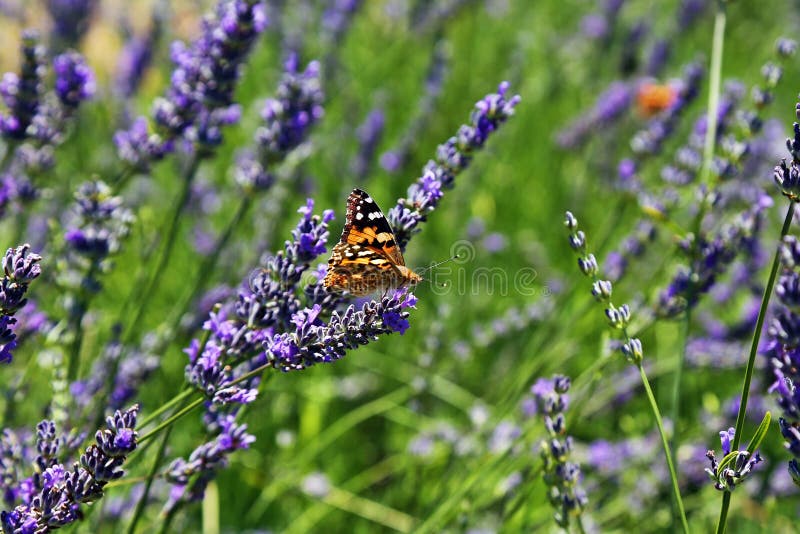 A butterfly and Lavender stock image. Image of pollination 71052421