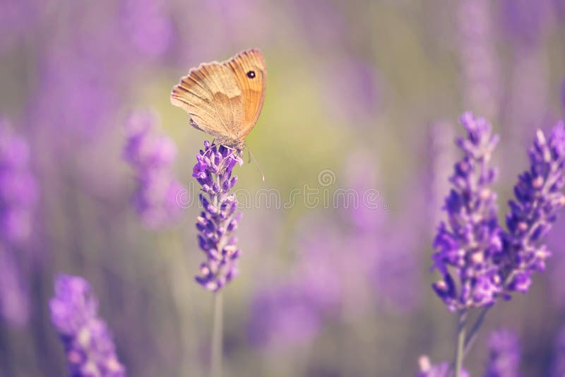 Butterfly on Lavender Flower Stock Image Image of herb, violet 73682075